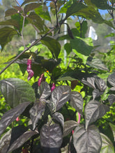 Load image into Gallery viewer, Pink Tiger (Dark)(Pepper Seeds)