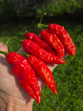 Load image into Gallery viewer, Naga Embassy Strain (Long) (Pepper Seeds) (E-Strain)