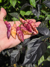 Load image into Gallery viewer, Pink Tiger (Dark)(Pepper Seeds)