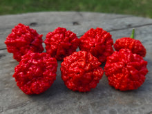 Load image into Gallery viewer, SBJ7/SB7J (Pepper Seeds)