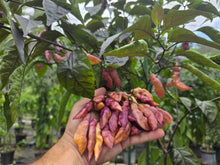 Load image into Gallery viewer, Pink Tiger (Dark)(Pepper Seeds)