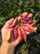 Load image into Gallery viewer, Pink Tiger (Dark)(Pepper Seeds)