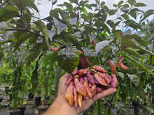 Load image into Gallery viewer, Pink Tiger (Dark)(Pepper Seeds)