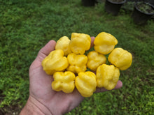 Load image into Gallery viewer, Kokomo Cream Bonnet (Pepper Seeds)