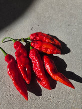 Load image into Gallery viewer, Naga Embassy Strain (Long) (Pepper Seeds) (E-Strain)
