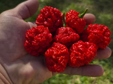 Load image into Gallery viewer, SBJ7/SB7J (Pepper Seeds)