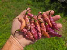 Load image into Gallery viewer, Pink Tiger (Dark)(Pepper Seeds)