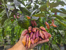 Load image into Gallery viewer, Pink Tiger (Dark)(Pepper Seeds)