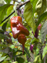 Load image into Gallery viewer, Taj Mahal Mustard (Pepper Seeds)