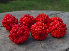 Load image into Gallery viewer, SBJ7/SB7J (Pepper Seeds)