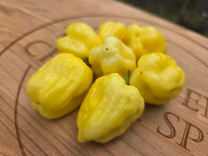 Kokomo Cream Bonnet (Pepper Seeds)