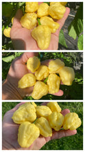Load image into Gallery viewer, Kokomo Cream Bonnet (Pepper Seeds)