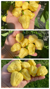 Kokomo Cream Bonnet (Pepper Seeds)