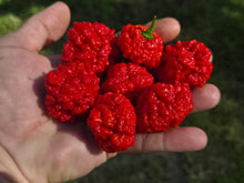 Load image into Gallery viewer, SBJ7/SB7J (Pepper Seeds)