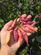 Load image into Gallery viewer, Pink Tiger (Dark)(Pepper Seeds)
