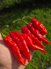 Load image into Gallery viewer, Naga Embassy Strain (Long) (Pepper Seeds) (E-Strain)