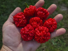 Load image into Gallery viewer, SBJ7/SB7J (Pepper Seeds)