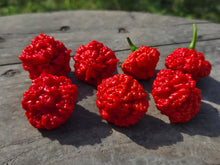 Load image into Gallery viewer, SBJ7/SB7J (Pepper Seeds)
