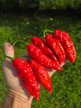 Load image into Gallery viewer, Naga Embassy Strain (Long) (Pepper Seeds) (E-Strain)