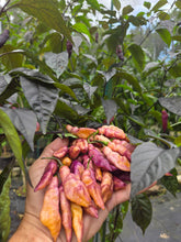 Load image into Gallery viewer, Pink Tiger (Dark)(Pepper Seeds)