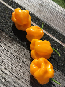 7 Pot "007" Orange (Pepper Seeds)