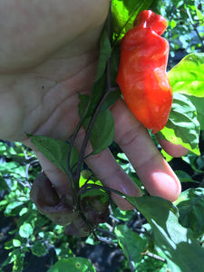 PJ Smooth Red (Pepper Seeds)