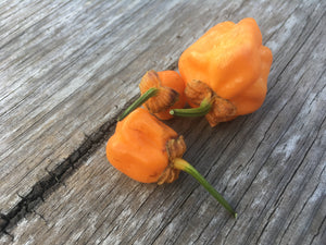 Purplegum Orange Bright (Pepper Seeds)