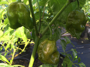 Douglah x Barakpere (Green/Mustard)(Pepper Seeds)