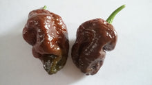Load image into Gallery viewer, 7 Pot Brown (Pepper Seeds)