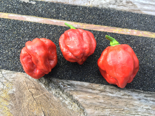 Scotch Bonnet Caramel (Pepper Seeds)