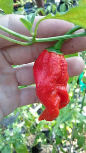 Bhutlah Red X Bubblegum Pepper Seeds