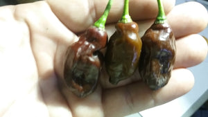 Trinidad Beans Chocolate (Pepper Seeds)