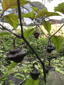 Roxa Lantern Black (Pepper Seeds)