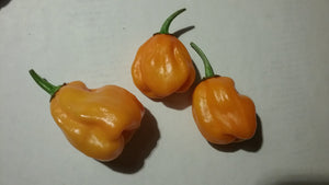 7 Pot "007" Orange (Pepper Seeds)