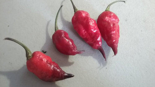 Trinidad Viper X Purple Bhut Jolokia (Pepper Seeds)