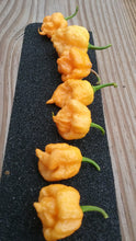 Load image into Gallery viewer, “Orange Creamo” (BOC X Primo Orange)(Pepper Seeds)
