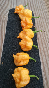 “Orange Creamo” (BOC X Primo Orange)(Pepper Seeds)