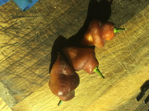 7JPN Burnt Roxa  (Pepper Seeds)