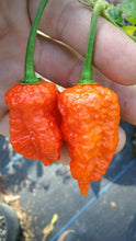 Load image into Gallery viewer, King Naga (Pepper Seeds)