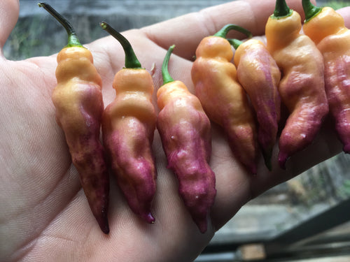 Pink Tiger (Large Peach)(Pepper Seeds)