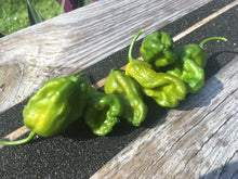 Load image into Gallery viewer, Douglah x Barakpere (Green/Mustard)(Pepper Seeds)