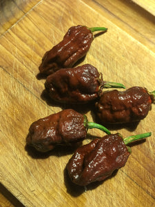 Borg 9 Bleeding Chocolate (BBG) (Pepper Seeds)