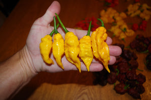 GhostScorpion Yellow (T-E) (Pepper Seeds)
