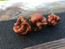 Load image into Gallery viewer, Scorpion Moruga Brown (Pepper Seeds)