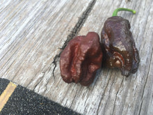 Load image into Gallery viewer, Primo &quot;X&quot; x Douglah (Pepper Seeds)