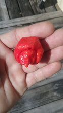 Load image into Gallery viewer, Jigsaw x Moruga (Pepper Seeds)