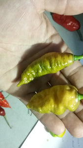 Naglah Mustard (Pepper Seeds)