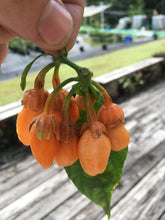 Load image into Gallery viewer, Jes&#39;s Morangum Orange (Pepper Seeds)