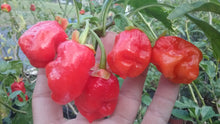 Load image into Gallery viewer, Jes&#39;s Morangum Red (Pepper Seeds)