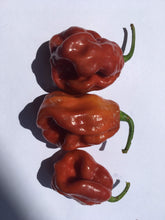 Load image into Gallery viewer, 7 Pot Burgundy (Pepper Seeds)
